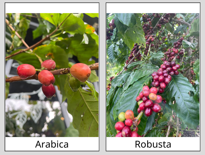Arabica vs Robusta koffie – mythes ontkracht door MAIVU