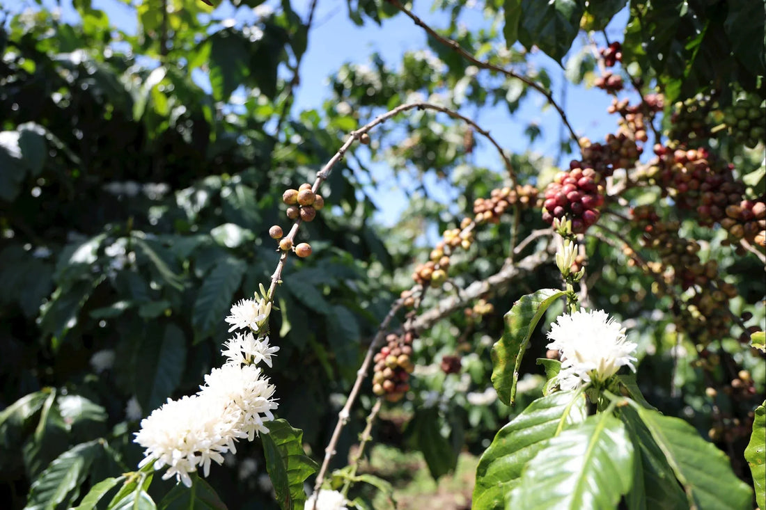 Maivu Coffee – Ons verhaal, onze oorsprong